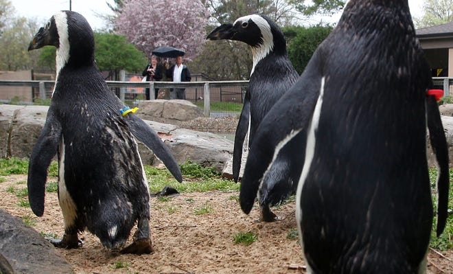 The nine African penguins who call Springfield's Henson Robinson Zoo their home will soon be getting a new $35,000 concrete-block building to replace the current wood penguin house at the zoo, which was built in 1987 and suffers from rot and mold due to repeated cleanings. A local flooring company is helping to raise funds for the new structure, which has not been built. On Thursday morning March 22, 2012, penguins huddle in the rain near the large pool that greets visitors when they first enter the zoo grounds.