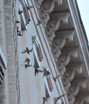 Richard Burkhart/Savannah Morning News Bats flood out of their roost between two west Broughton Street buildings.