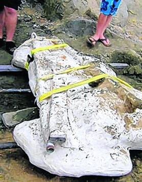Part of a 15-million-year-old whale skull, shown covered here, was recovered 
July 20 in Virginia.
CALVERT MARINE MUSEUM PHOTO