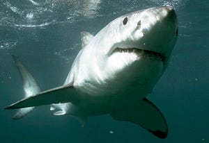 Great White Shark | Photo Credits: Jeff Kurr/Discovery Channel