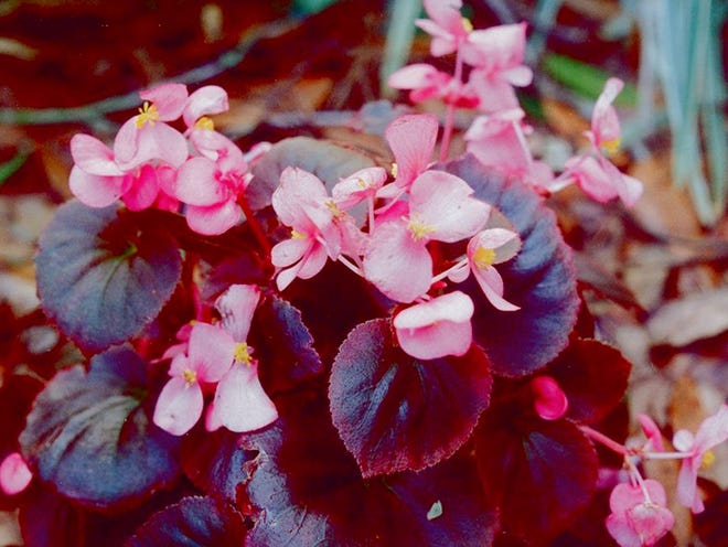 Also called Semperflorens begonias, wax begonias are 6-inch to 12-inch-tall, free-flowering plants used for bedding, groundcovers and container cultivation. Dark-leaved varieties tolerate sun, but all varieties do best in light shade. Although sold as annuals, wax begonias can live for years. Propagate by stem cuttings.