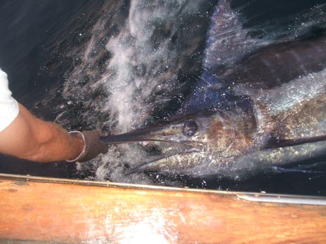 Joe Tyner of Fort Walton Beach got this blue marlin to the boat in about an hour on 80-pound test.