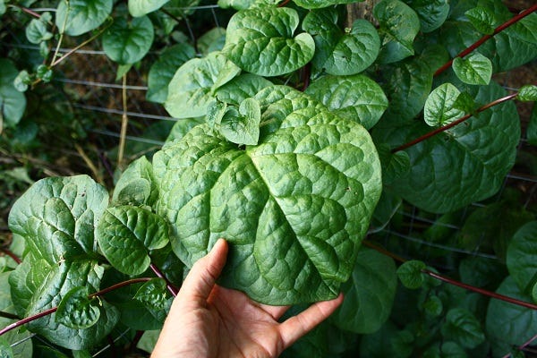 Malabar spinach is a vigorous and attractive climber, and produces a mass of edible leaves and stems with a wide range of culinary uses.