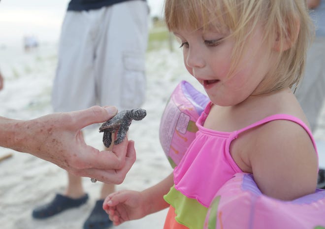 Sophia Crutchfield, 3, looks at a newborn Loggerhead sea turtle rescued from its nest on Thursday.