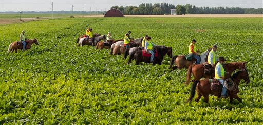 Members of the Marshall County Sheriff's Posse on horseback search a sugar beet field in East Grand Forks, Minn. on Thursday, Aug. 8, 2013 near the home of Anthony Kuznia, 11, an autistic boy who was reported missing Wednesday afternoon, Aug. 7, 2013. His body was found Thursday in the Red River. The phenomenon goes by various names - wandering, elopement, bolting - and about half of autistic children are prone to it, according to research published in 2012 in the journal Pediatrics. (AP Photo/The Grand Forks Herald, Eric Hylden)