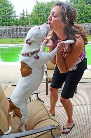Missy, an 8-year old mixed pit bull terrier, gives Kim Mangione a smooch.