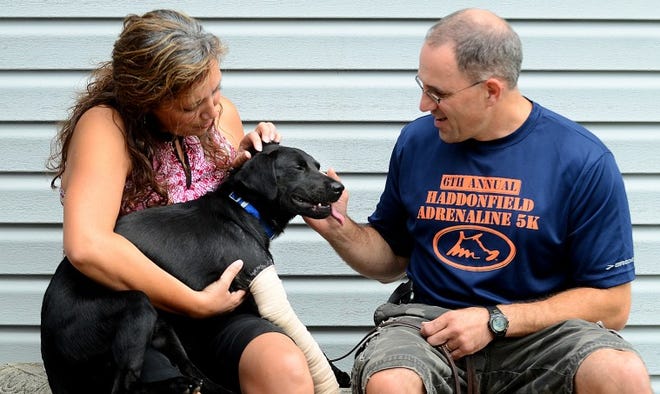 Tommy enjoys being scratched behind the ears by Kim Mangione of New Life Animal Rescue and Ken Horlacher of Haddon Township, who is fostering the dog with his wife Gina.