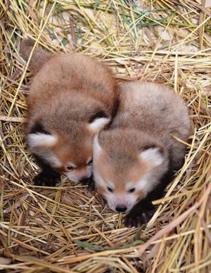 New red panda twins are seen at the zoo in Royal Oak in this photo provided by the Detroit Zoological Society.
