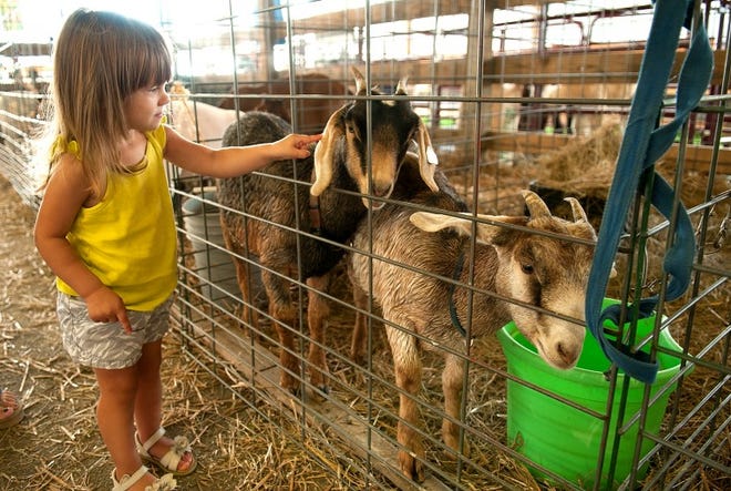 Keira Kozemchak, 2, of Upper Southampton puts a goat during opening day of the Middletown Grange Fair in Wrightstown on Wednesday.