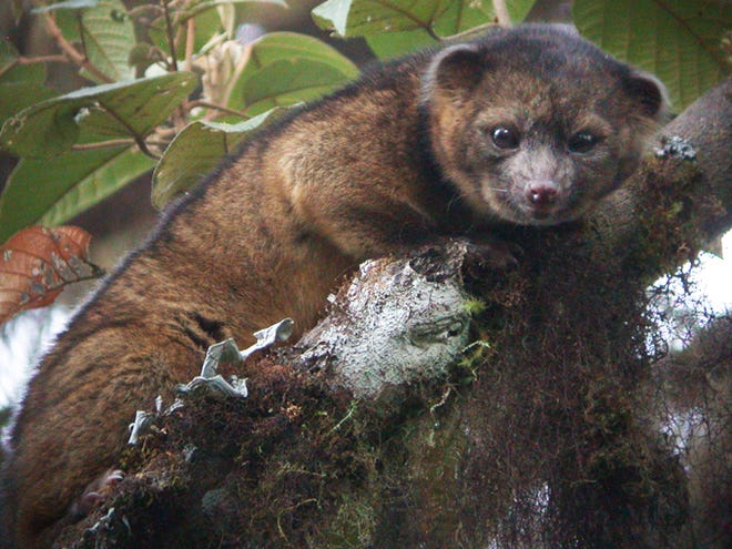 This undated photo provided by the Smithsonian Institution shows an olinguito. The Smithsonian announced Thursday that they have discovered that the mammal, which they had previously mistaken for an olingo, is actually a distinct species. The olinguito belongs to the grouping of large creatures that include dogs, cats and bears.