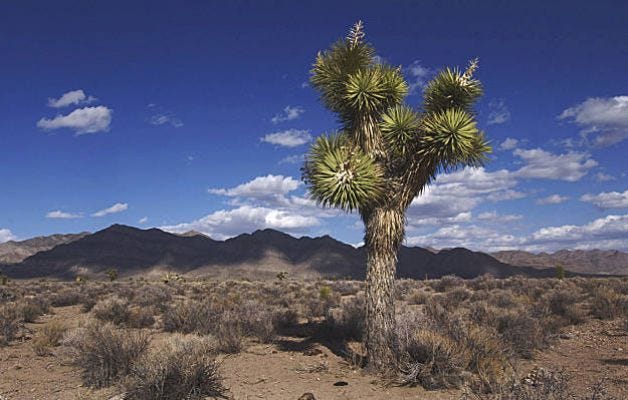 Joshua trees, sagebrush and mountains line the 98 mile stretch of the Extraterrestrial Highway in eastern Nevada, pictured Wednesday, April 10, 2002. The ET highway was established by the Nevada Legislature in 1996 and runs along the easten border of Area 51, a military base on the Nevada Test Site that the U.S. government has only recently admitted exists. (AP Laura Rauch)