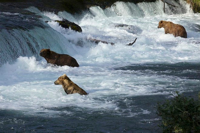 In this July 2012 photo provided by Roy Wood and explore.org, a group of bears are seen at Brooks Camp in Katmai National Park and Preserve, Alaska. The stars of a widely popular Internet series are ready for their second season. The stars in this show are the grizzly bears of Katmai National Park, and they will be coming to a small screen near you with more cameras and different angles as they fight to get a bounty of salmon before winter sets in. (AP Photo/Roy Wood and explore.org)