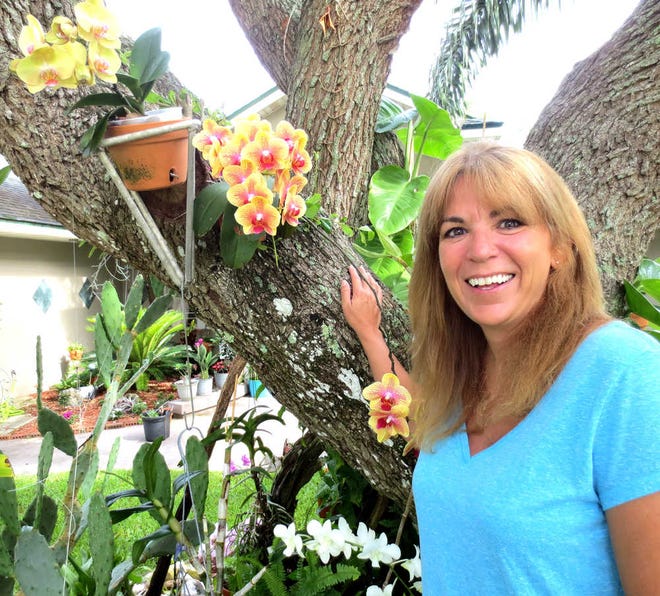 Nedra Parry is shown with two of her yellowish Phalaenopsis orchids. The white one below is a Dendrobium. Photos by FRED WHITLEY, fred.whitley@staugustine.com