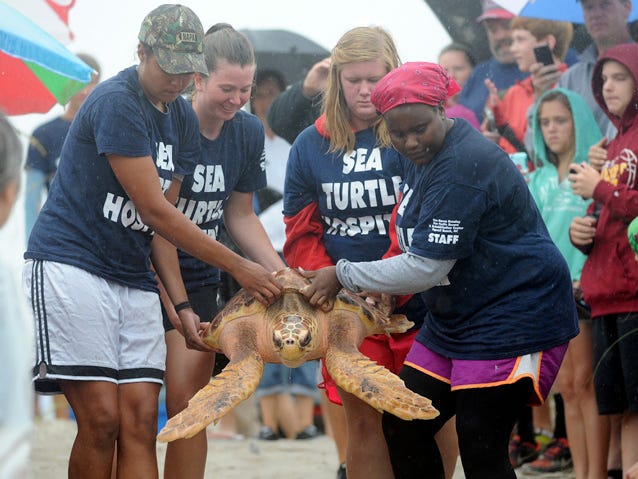 Karina Monroe (from left), Danielle O'Farrell, Amber Wenrich and Tracy Wangui carry a loggerhead turtle named Monroe to the water at the Karen Beasley Sea Turtle Rescue and Rehabilitation Center on Topsail Island.