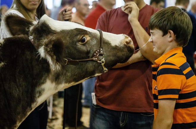 Luke Hadden, 12, of Jacksonville, Ill., gets a little more than he bargained for when going in close to the nose of Abby Tomhave's Land of Lincoln Grand Champion Steer at the Governor's Sale of Champions and Commodities Auction during the 2013 Illinois State Fair, Tuesday, Aug. 13, 2013, in Springfield, Ill.