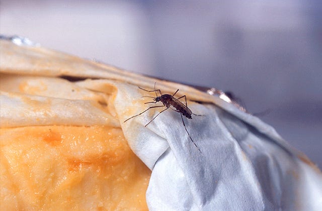 This undated handout photo provided by the Agriculture Department shows a female yellowfever mosquito probes a piece of Limburger cheese, one of few known mosquito attractants. Despite our size and technological advantages, we still can't seem to win our ancient blood battle with the pesky and lethal mosquito. In much of the nation this summer you can tell just by looking at the itchy bumps on our arms. A large section of the United States seems like it is getting eaten alive worse than usual this summer because of quirks in recent weather. It may be the worst in the Southeast, where after two years of drought when mosquito eggs laid dormant, there have been incredibly heavy rains much of the spring and summer. Rainfall in parts of North Carolina is more than two feet above normal this year. The rains have revived the dormant eggs, so the region is essentially getting three years' worth of mosquitoes in one summer. (AP Photo/Peggy Greb, USDA)
