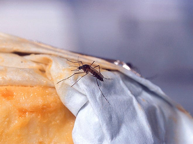 This undated handout photo provided by the Agriculture Department shows a female yellowfever mosquito probes a piece of Limburger cheese, one of few known mosquito attractants.