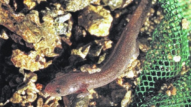 The Jollyville Plateau salamander, which lives in parts of Travis and Williamson counties, is now a protected as a threatened species under a decision by the U.S. Fish and Wildlife Service.