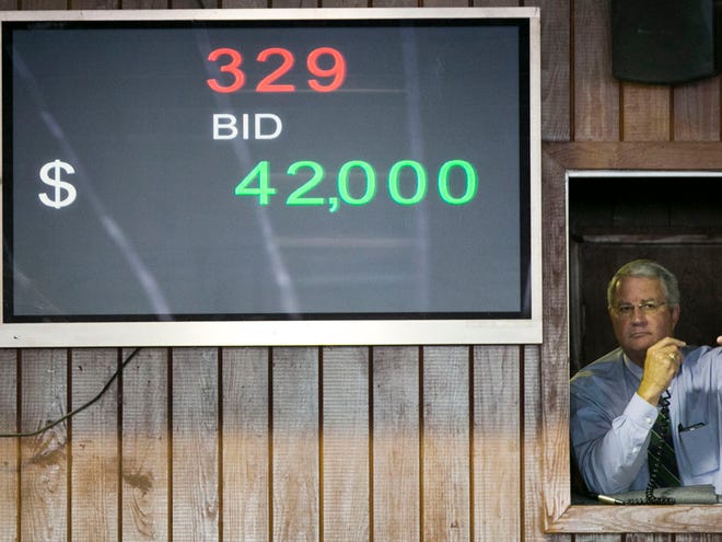Bid Spotter Woodie Leavell spots a bid for hip #329 as hip No.‚Äôs 179-510 were auctioned off Wednesday August 21, 2013, during the second day of the Ocala Breeders' Sale August Open Sale of Yearlings in Ocala, FL. The sale concludes Thursday with Hip No.‚Äôs 511-841.