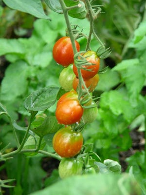 Grape tomatoes are shown. You will be able to harvest a nice crop of tomatoes before Thanksgiving, if all goes well.