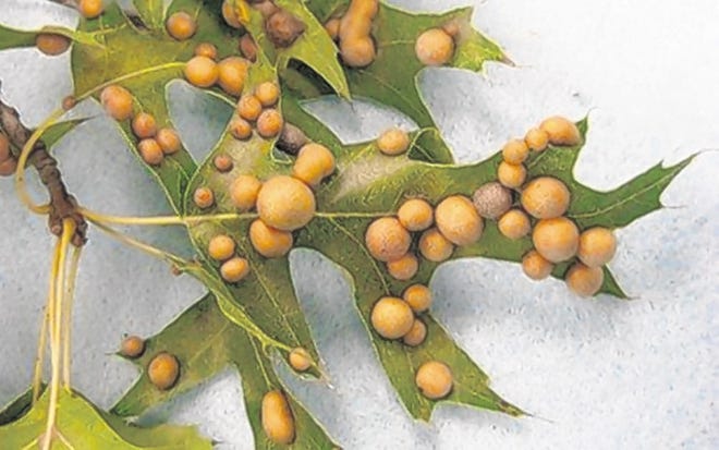 Galls found on oak tree leaves look strange but are actually plant cells.