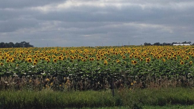Sunflowers are a staple of agriculture throughout Kansas, Nebraska and parts of South Dakota.