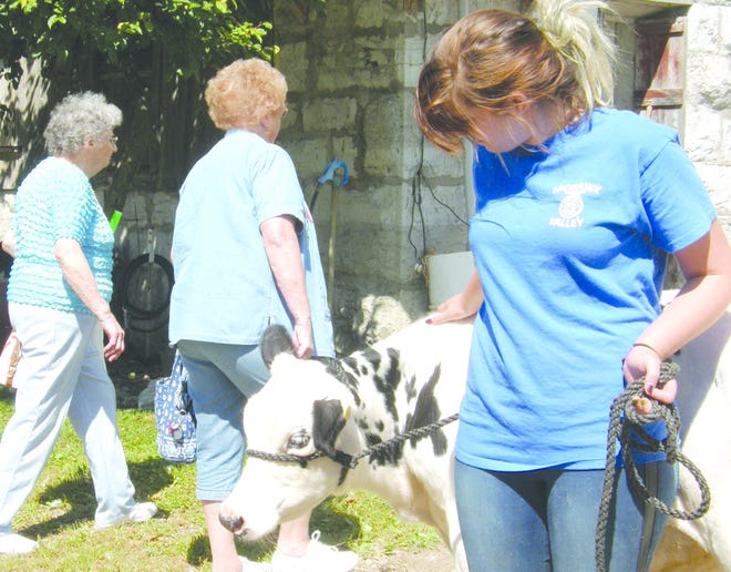 Stephanie Arndt shows off Pandora, a five-month-old holstein, during the Family Day at the Farm event on Saturday at Raycliff Farm in Manheim. Times photo/Stephanie Sorrell-White