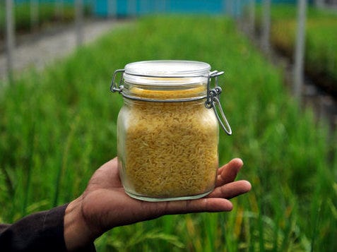 Genetically engineered Golden Rice grown in a facility in Los Baños, Laguna Province, in the Philippines. (Jes Aznar for The New York Times)