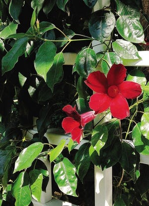 Mandevilla - For a touch of the tropics, Mandevilla is a lovely choice, trained against a wall or trellis to provide leafy green with the colorful flowers. Here in New England, it must be grown as an annual. Photo by Laura McLean