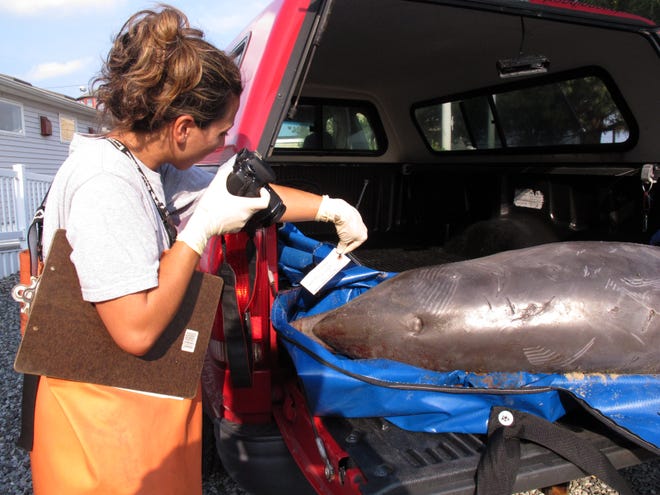Danielle Monaghan, a staffer at the Marine Mammal Stranding Center in Brigantine N.J., photographs a dead dolphin that washed ashore Wednesday, Aug. 21, 2013, in Spring Lake N.J. before being brought to the center for an examination. About 230 dolphins have died off the East Coast of the U.S. this summer, prompting a massive probe into the cause of their deaths. This dolphin was the 63rd to die on New Jersey's shores since early July. (AP Photo/Wayne Parry)