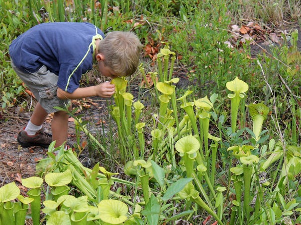 Leo Jack examines a pitcher plant in the Stanley Rehder Carnivorous Plant Garden. Contributed photo