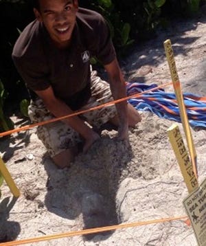 A witness photographed this man taking eggs from a sea turtle nest on Casey Key.
(FLORIDA FISH AND WILDLIFE CONSERVATION COMMISSION)