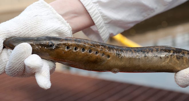 Stacia Sower's lab collects lampreys for her research.