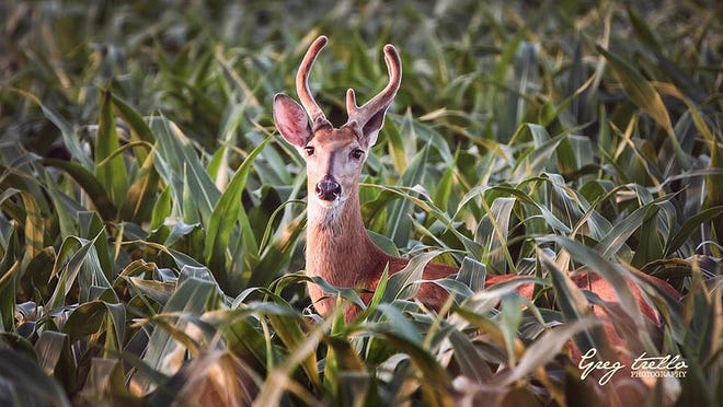 Greg Trello submitted a series of beautiful photos of deer at Sangchris Lake. Photo courtesy Greg Trello.