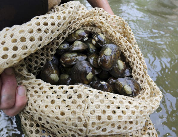 A cache of clubshell and Northern riffleshell mussels are prepared for release into Big Darby Creek.