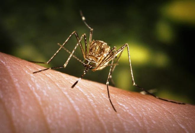 In Oklahoma, West Nile virus generally is transmitted through the bite of infected mosquitoes. People who actually develop symptoms can become very sick. PHOTO PROVIDED BY CENTERS FOR DISEASE CONTROL AND PREVENTION PROVIDED