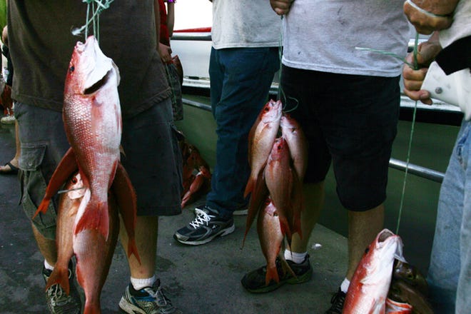 Anglers hold their catches of red snapper beside the Capt. Anderson after spending the day fishing off the coast of Panama City Beach last year.