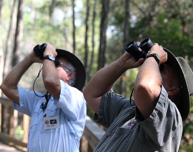 Neil Lamb, left, and Dale Colby watch a bird at the Panama City Beach Conservation Park on Monday. Audubon Society members will be sharing their knowledge Saturday with a beginner’s bird walk at the conservation park from 7:30 to 9:30 a.m.