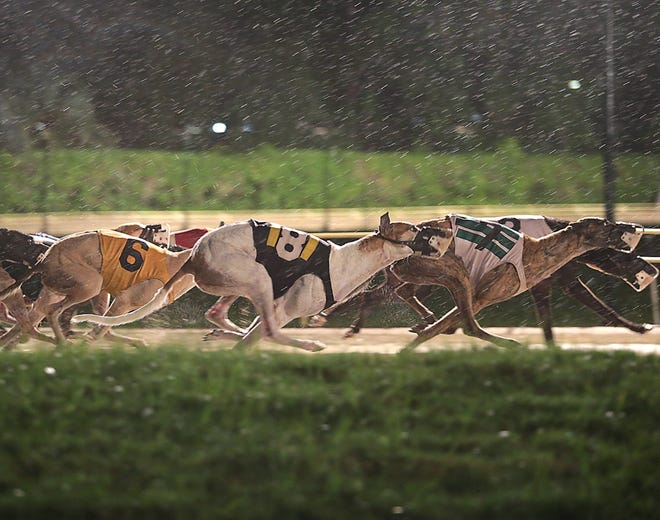 Greyhounds race around the track in the pouring rain at the Ebro Greyhound Park.
