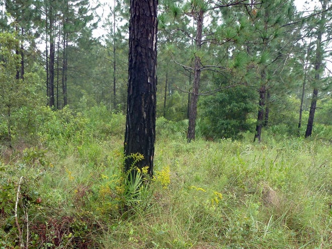 Pine forest dominates a tract of the Hilochee Wildlife Management Area north of I-4 proposed for sale.
