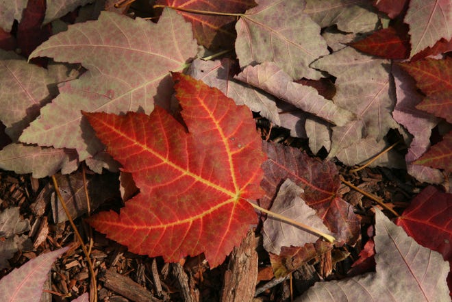 Keep the vibrant colors of fall around all year long by following a few easy steps to preserve leaves.