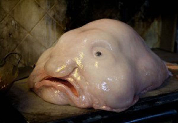 All Abuzz: Blobfish hooks ugliest animal voters