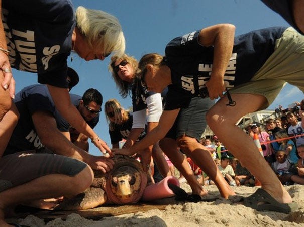 Volunteers with the Karen Beasley Sea Turtle Rescue and Rehabilitation Center prepare to release Oceans 11, a female loggerhead sea turtle, Tuesday, Sept. 17, 2013, in Surf City. The turtle was admitted to the hospital in November 2009 and has spent nearly four years being rehabilitated to be released back into the ocean.