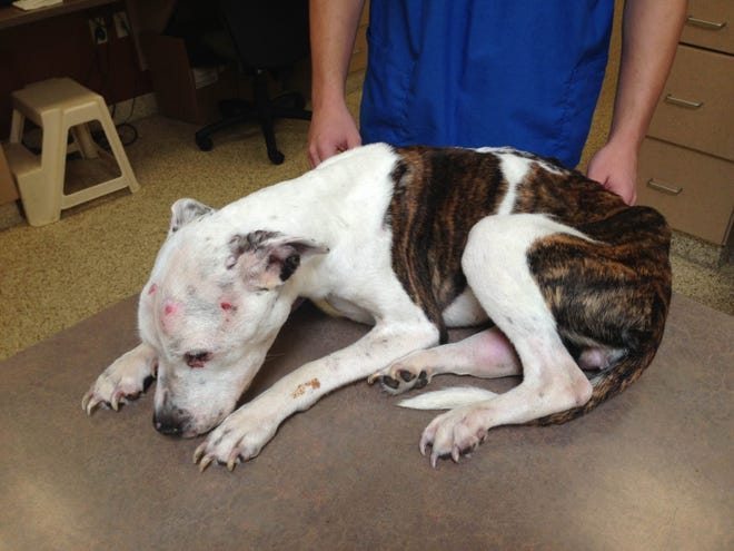 This young pit bull was severely tortured on Aug. 31, 2013, in Quincy. Its injuries were so severe she was destroyed.