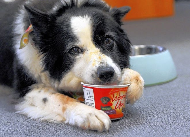 Ellie, a 12-year-old border collie owned by Wexford Farms Pet Food president Rich Rothamel, licks both bowls clean after a mixing demonstration of the company's new Warm Ups additive.