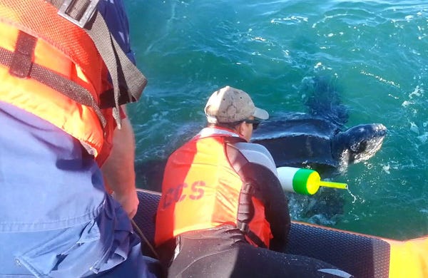 Responders from the Provincetown Center for Coastal Studies and the Coast Guard Station Chatham work to free an entangled leatherback turtle Monday in Nantucket Sound off Hyannis. CCS Permit 50 CFR 222-310