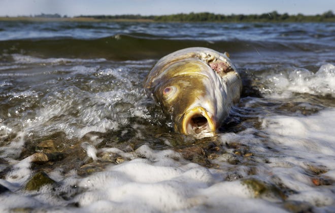 A dead carp floats in water near the shore at Big Creek State Park, Tuesday, Sept. 10, 2013, in Polk City, Iowa. Iowa natural resources officials have signed an agreement with the EPA to inspect more livestock farms and more strictly enforce clean water regulations in an effort to improve the state's water quality often degraded by manure spills and runoff from farm fields.