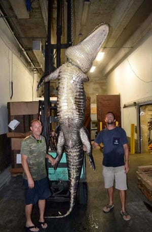Matt Fellows,  left, and Harris Woodsby of Lakeland killed this 12½-foot-long alligator on the Kissimmee River on Sept. 12.
(IAN NANCE | POLKOUTDOORS.COM)