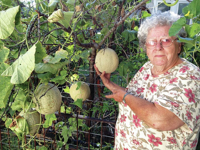 Local gardener showcases cantaloupe tree