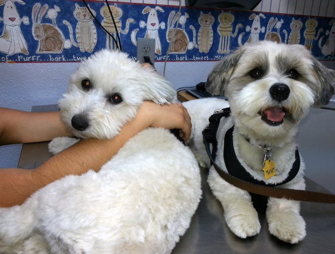 Monte, left, a year-old Havanese, suffered a case of marijuana poisoning. With more states adopting medical marijuana laws, vets are seeing an increase in pets injured from accidental ingestion.